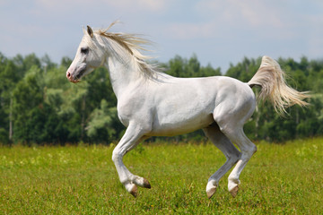 Plakat biały koń
