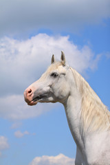 Obraz na płótnie Canvas white arab stallion