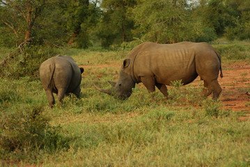 Obraz premium RINOCERONTI