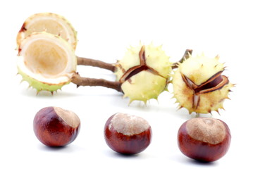 Kastanie - (Aesculus hippocastanum)