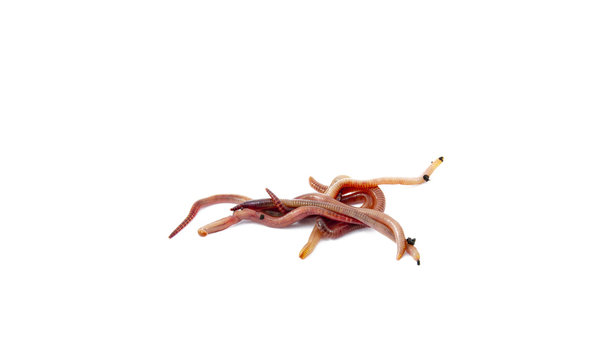 Worms