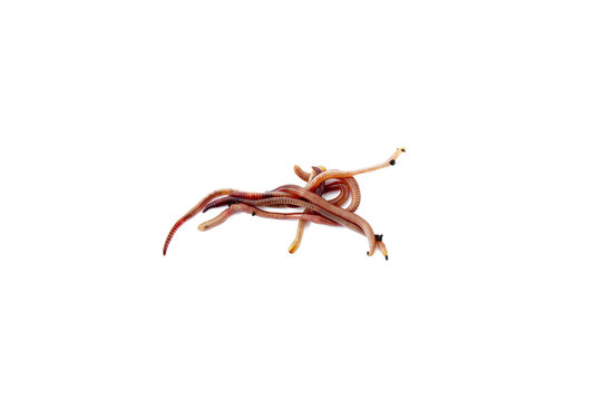 Worms