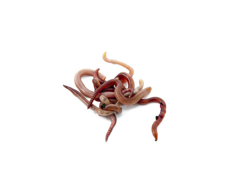 Worms