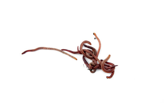 Worms