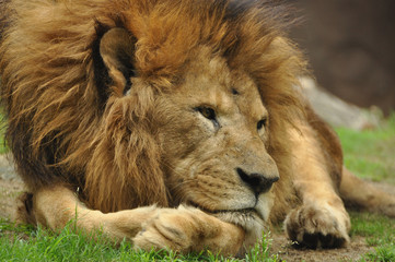 Lion ライオンの休息