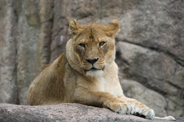 Fototapeta na wymiar Lioness メスライオン