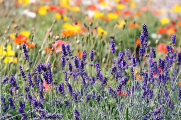 lavendel und mohn