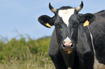 Vache "Prim'Holstein"