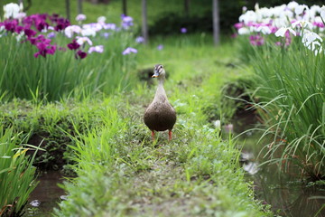 鴨と花菖蒲 (小石川後楽園)