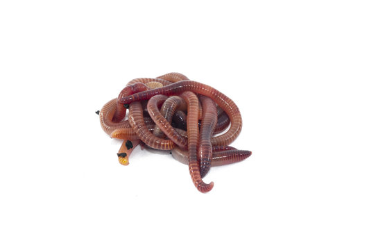 Worms