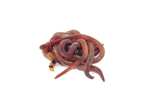Worms