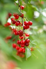 Sommerzeit - Kirschen