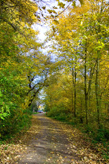 Obraz premium Feldweg