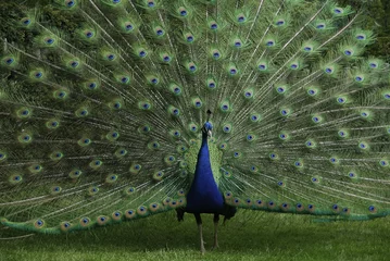 Photo sur Aluminium Paon peacock