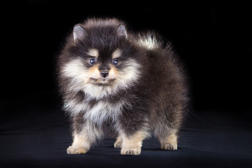 Obraz premium Pomeranian puppy