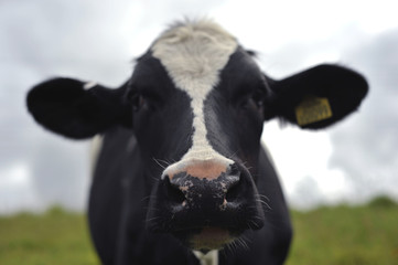 Holstein cattle also known as Holstein Friesian cattle