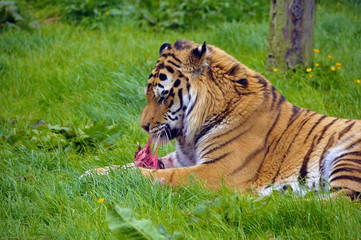 The Siberian tiger (Panthera tigris altaica)