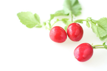 radish