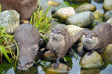 family of young Otters
