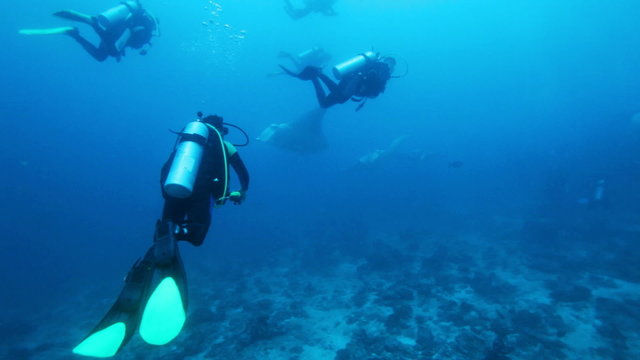 Divers meet mantas on Ari-Atoll manta point, Maldives