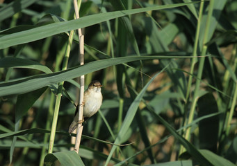 rousserolle effarvate