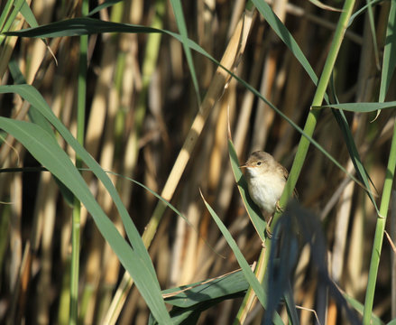 Eurasian Reed Warbler