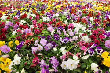 Colorful flower carpet in park - pansies.