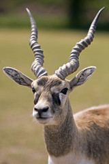buck