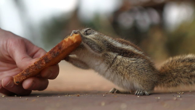 Siberian chipmunk, Euamias sibiricus, walking