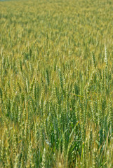 Fields of wheat