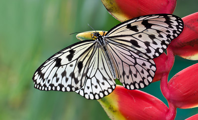 weißer Schmetterling auf einer roten Büte