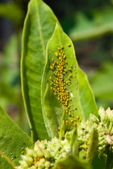 Aphids