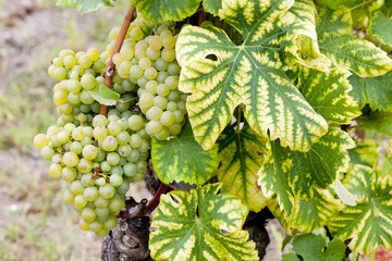 white grape in Sauternes Region, Aquitaine, France