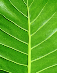 leaf texture
