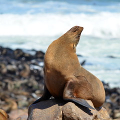 Cape Fur Seals on Cape Cross,Namibia,Africa