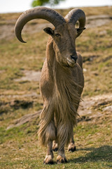 Obraz premium Hairy goat