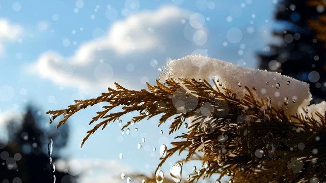 Tauwetter Vorfr&uuml;hling Fr&uuml;hling Busch Zypresse Thuja