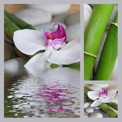 Collage Orchidee
