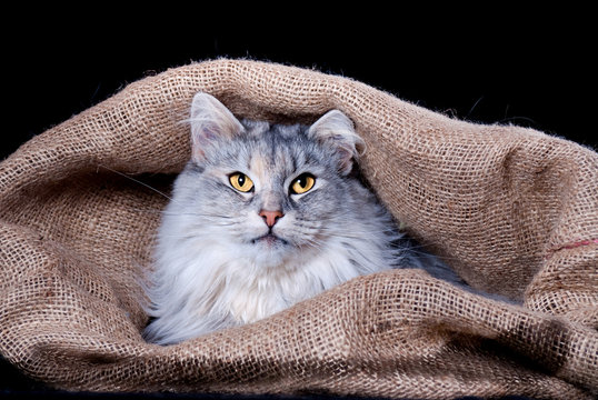 Katze im Sack