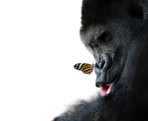 gorilla and butterfly animal friendship - obrazy, fototapety, plakaty