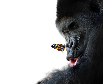 gorilla and butterfly animal friendship