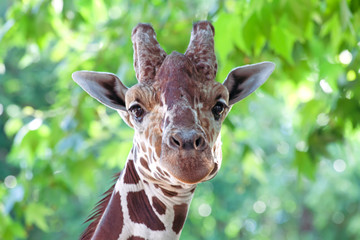 Giraffe portrait