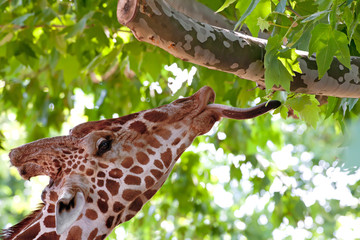 Naklejka premium Giraffe eating green leaves on the tree