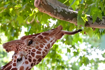 Gordijnen Giraffe eating green leaves on the tree © aragami