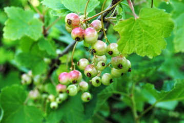 reifende Johannisbeeren