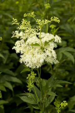filipendula ulmaria