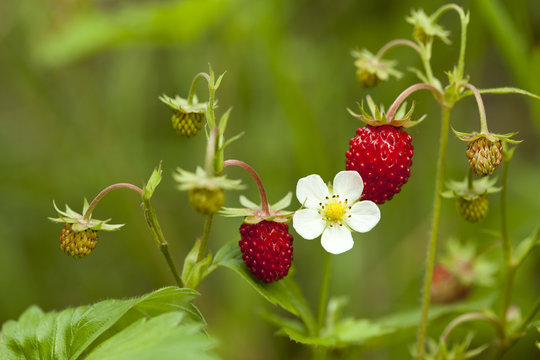 wild strawberry