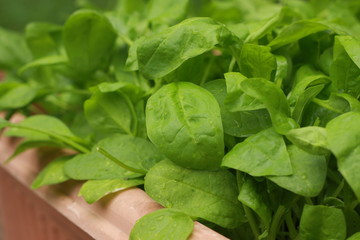 Growing Spinach leaves