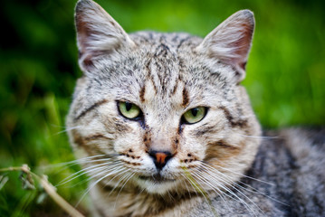 Beautiful green eyes of furious cat