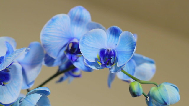 Blue Orchid Track